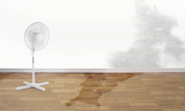 Best Ceiling water damage repair  in Lonaconing, MD